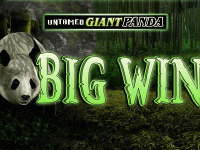 untamed giant panda